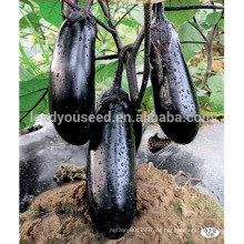 E06 Heiguan frühe Reife schwarze kurze Aubergine Samen für den Verkauf
